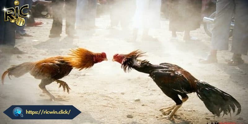 Hướng dẫn chi tiết các bước tham gia giải trí cùng Đá gà RICWIN