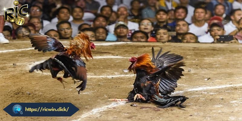 Những loại kèo cược hấp dẫn có tại chọi kê nhà RICWIN